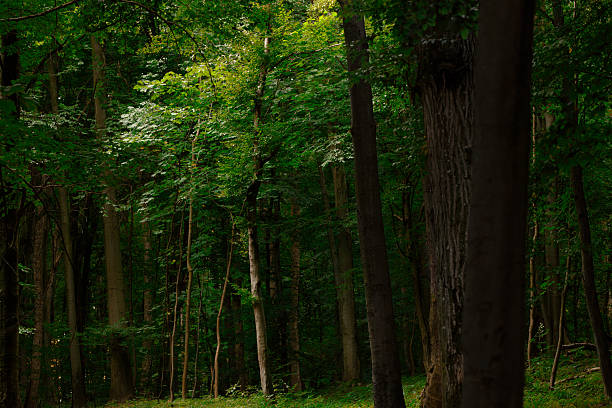 Soft light through trees suggesting gentle attention